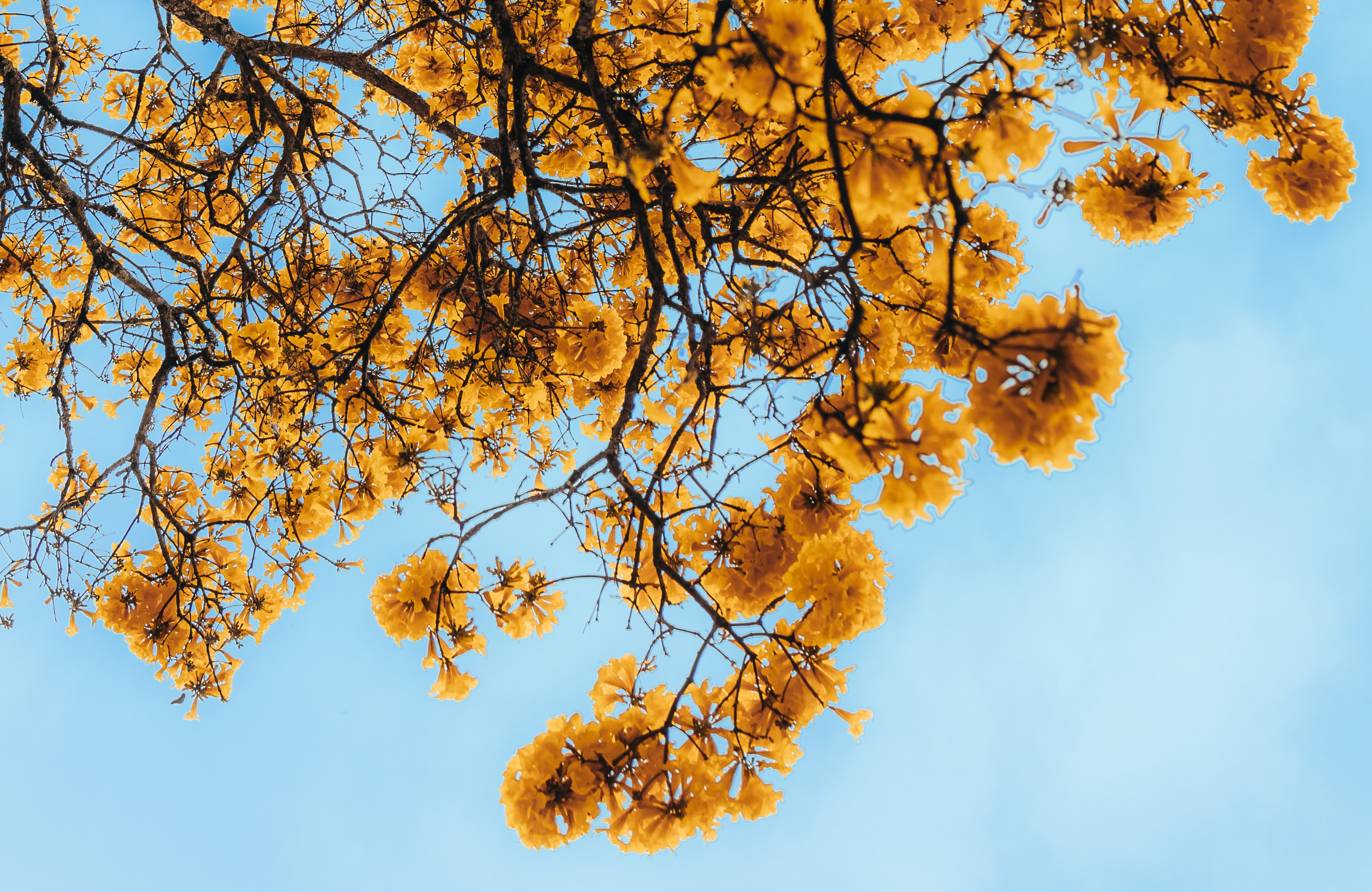 Branches with yellow leaves in fall